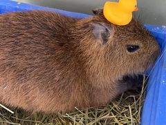 -怪兽屋·羊驼·猫咖·狗咖(俊华广场店)