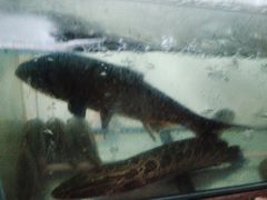 -德优正宗川菜馆