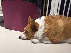 -平行世界·猫咖(首经贸店)