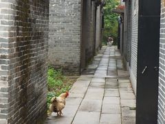 -开平碉楼文化旅游区马降龙景区