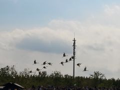 -盐城丹顶鹤湿地生态旅游区