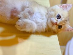 -momokira米努特·德文卷毛猫·棉花面纱犬