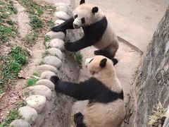 -都江堰中华大熊猫苑