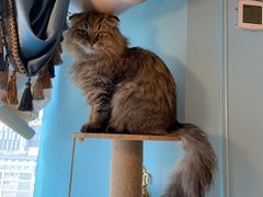 -遇见羊驼·奶狗咖·布偶猫咖·法斗柯基柴犬阿拉斯加(春熙路太古里IFS店)