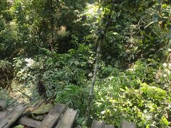 -西双版纳原始森林公园