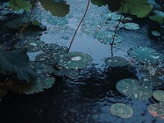 -紫莲花足道(柯桥古镇店)