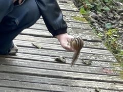 -五营红松林海景区