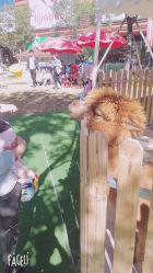 -萌宠亲子动物乐园(槐房万达店)