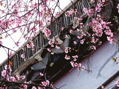 -八大山人梅湖景区