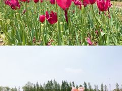 -杭州湾海上花田景区
