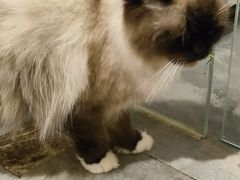 -楼上猫咖(罗湖店)