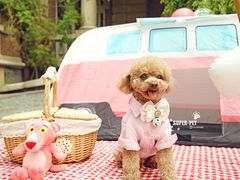 -超宠爱宠物摄影-Super pet