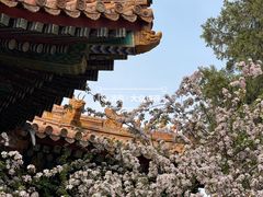 -故宫博物院(故宫)