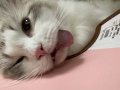 -瑞派康怡24h宠物医院·犬猫医疗中心·微创绝育(瑞景分院)