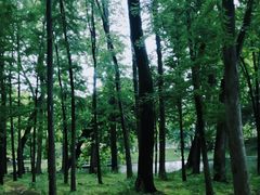 -上海共青森林公园