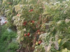 -万源龙顺度假庄园生态观光园