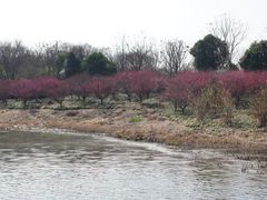 -同里国家湿地公园