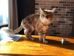 -蓝鲸·缅因猫舍
