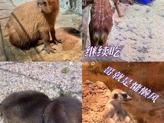 -正佳雨林生态植物园