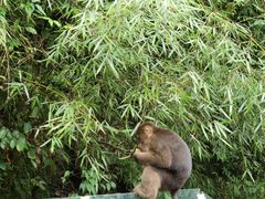 -西岭雪山大飞水景区