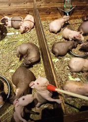 点击看大图 -酷嗒动物文化乐园(cutezoo西溪乐天城店)