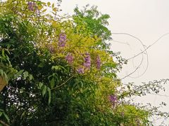 -龙头寺公园
