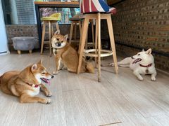 -柴犬高等学院·狗咖·柴犬售卖·宠物训练