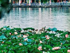 -荔湾湖公园