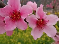 -昆山城市生态森林公园