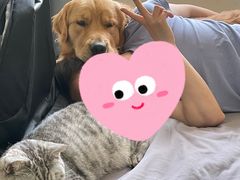 -多乐狗狗宠物训练工作室