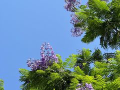 -重庆市江北嘴中央商务区中央公园