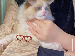 -lincat·猫舍(广州店)