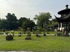 -扬州大运河文化旅游度假区·盆景园