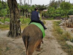 -上海野生动物园老虎餐厅