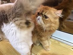 -Heymao猫咖.咖啡厅(东门店)