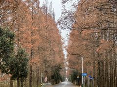 -黄海国家森林公园