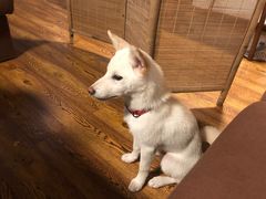 -柴务处·柴犬主题狗咖