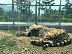 -西霞口神雕山野生动物世界