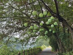 -西溪南古村落景区