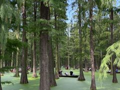 -渌洋湖湿地公园
