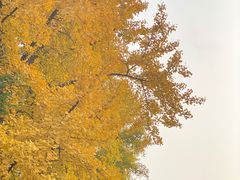 -三里屯东五街银杏大道