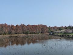 -上海海湾国家森林公园