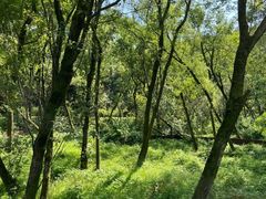 -西湖风景区-江洋畈生态公园