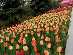 android_upload_pic-洛阳郁金香牡丹园