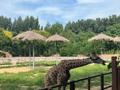 -北京野生动物园