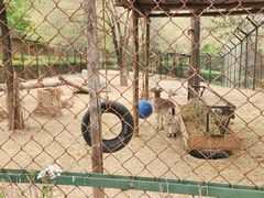 -青藏高原野生动物园