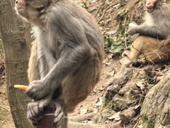 -黔灵山公园-南门售票处