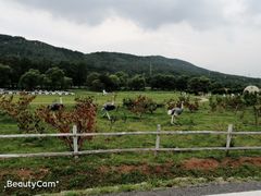 -大连铭湖国际观光牧场