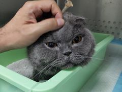 -美联众合动物医院·24h转诊中心