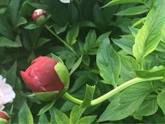 iphone_upload_pic-景山公园